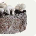 Мицелий грибов Мицелий грибов